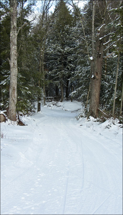 McNaughton Ski Trail Image