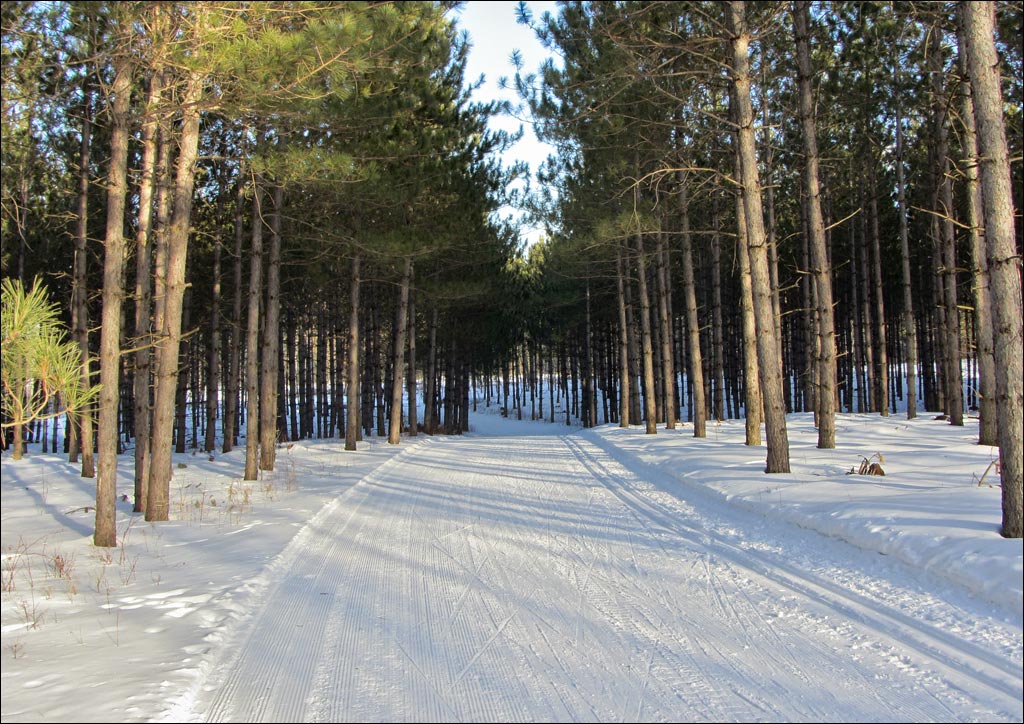 Nine Mile Forest Trail Image