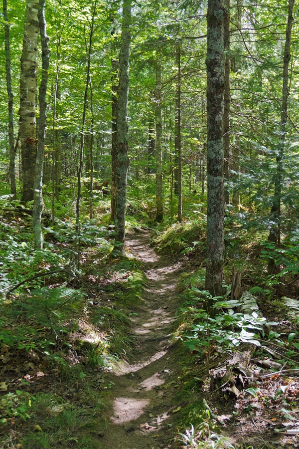 Forest Lodge Nature Trail Image