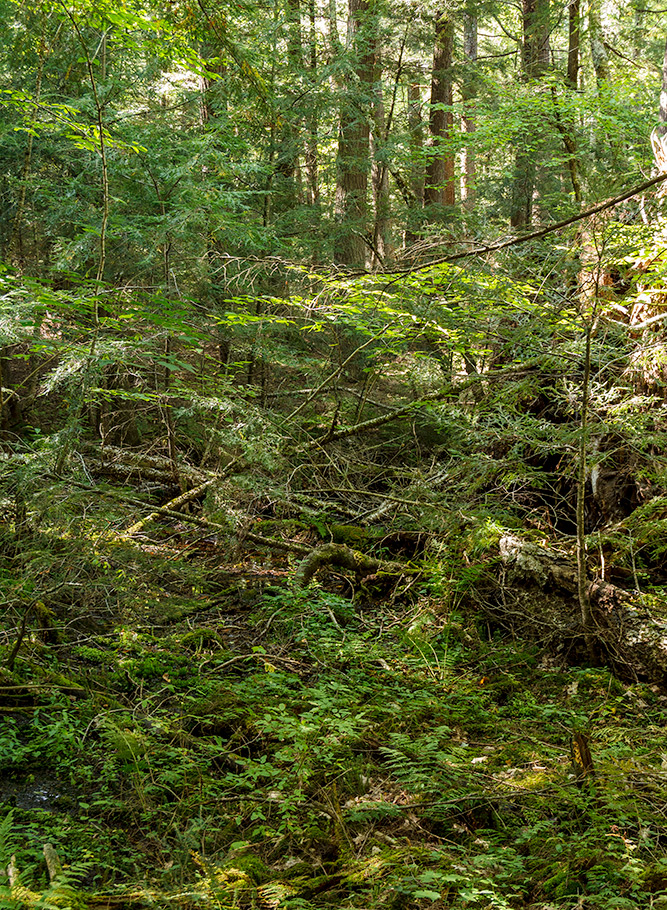 Forest Lodge Nature Trail Image 035