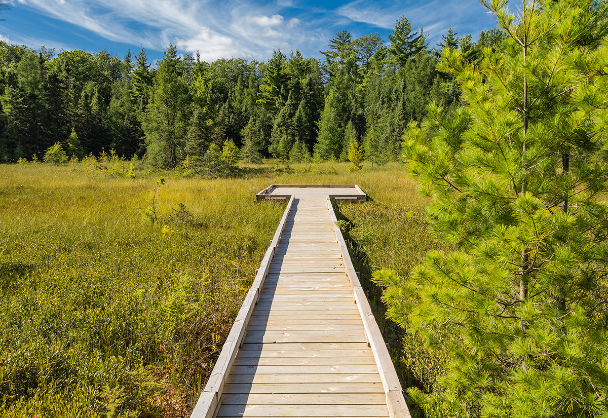 Forest Lodge Nature Trail Image 042