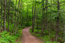 Copper Falls State Park Photo, 0868